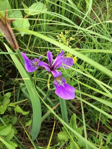 Iris versicolor (Blueflag) Iridaceae