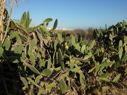 Prickly pear (Opuntia ficus-indica) Flower, Leaf, Care, Uses - PictureThis