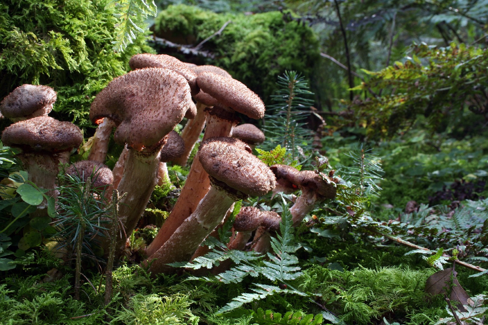 オニナラタケ（鬼楢茸） (Armillaria ostoyae) - PictureThis