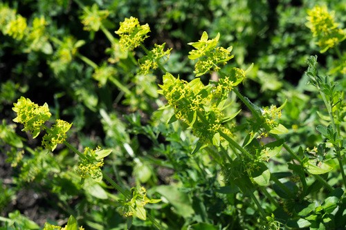 Cruciata laevipes 花言葉，毒性，よくある質問 - PictureThis
