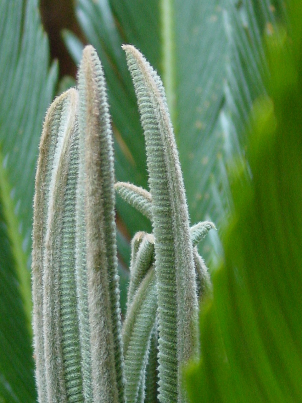 Vannucci Piante - Palma, Cycas revoluta, Pianta vera in vaso di Vannucci  Piante, Pianta da esterno, Palma