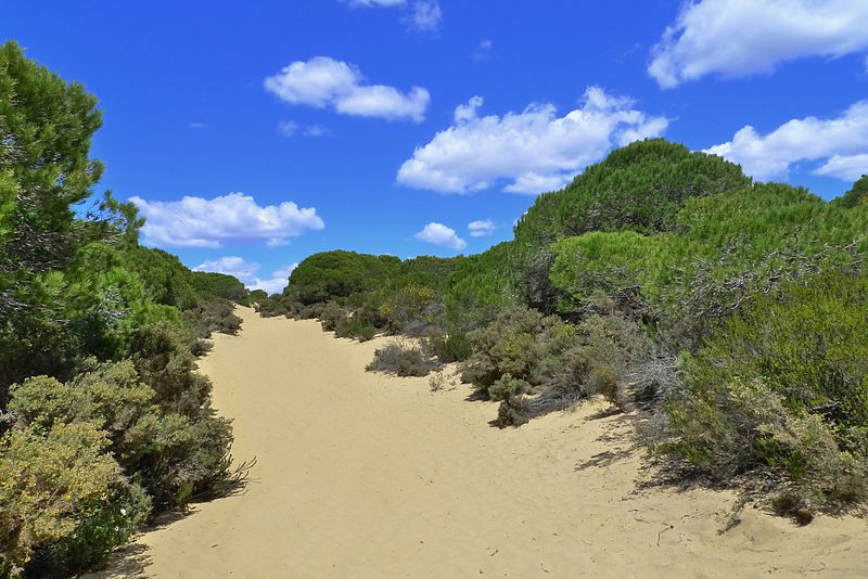 Pinar de Doñana camino a la Playa de cuesta Maneli