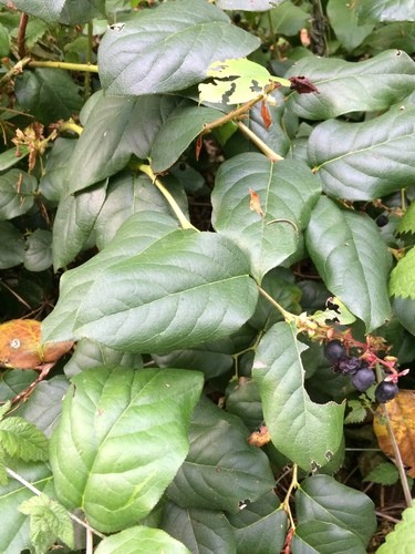Lemon Leaf (Salal) - Copper Brown (Preserved)
