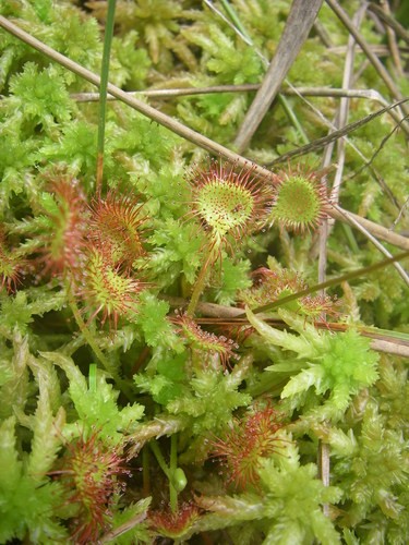 끈끈이주걱 (Drosera Rotundifolia) - PictureThis