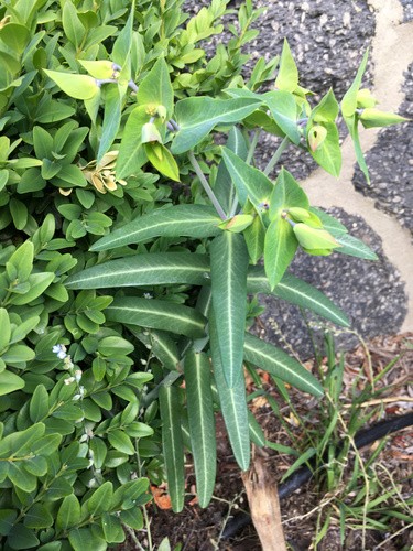 Euphorbia lathyris Erba scaccia topi > Quotazioni