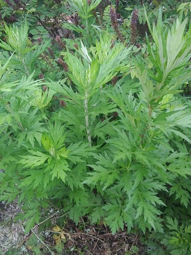 Beifuß (Artemisia vulgaris) - PictureThis