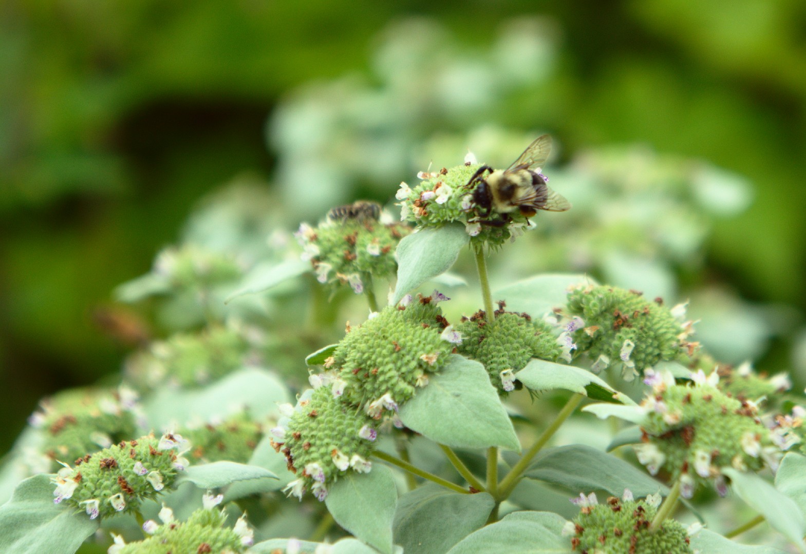 Pycnanthemum muticum - PictureThis