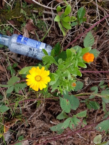 Caléndula (Calendula officinalis) - PictureThis