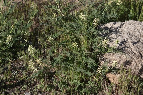 Pomona milkvetch (Astragalus pomonensis) Flower, Leaf, Care, Uses ...