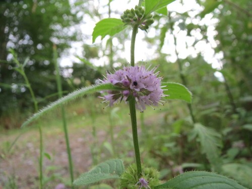 Mentha arvensis (Wild Mint): Minnesota Wildflowers