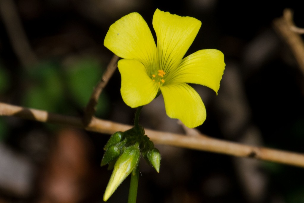 Oxalis palmifrons суккулент