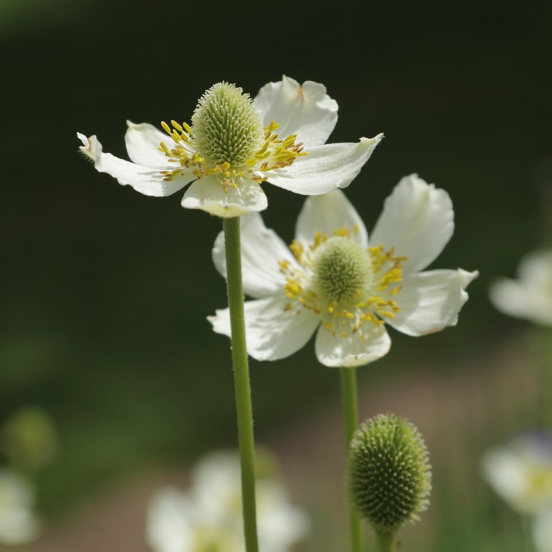 アネモネ バージニアナ Anemone Virginiana 花言葉 毒性 よくある質問 Picturethis