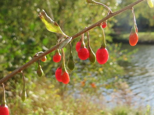 Chinese wolfberry (Lycium barbarum) Flower, Leaf, Care, Uses - PictureThis