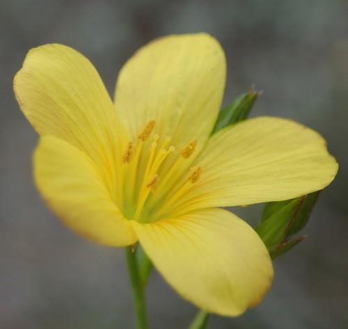 アマ属 Linum 花言葉 学名 よくある質問 Picturethis