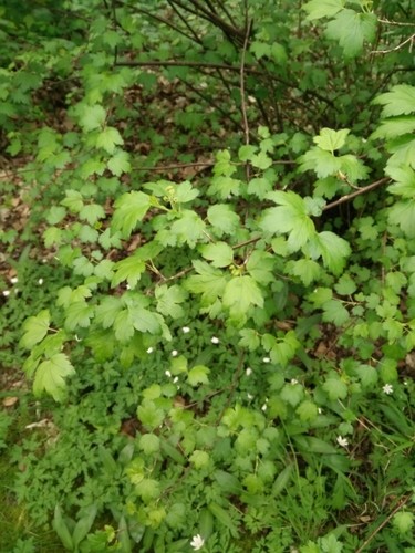 Смородина Альпийская ribes alpinum