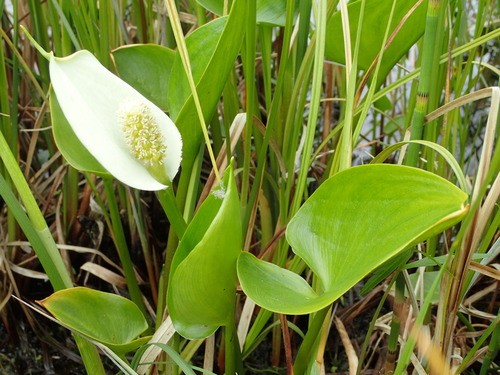 Aro de agua (Calla palustris) - PictureThis