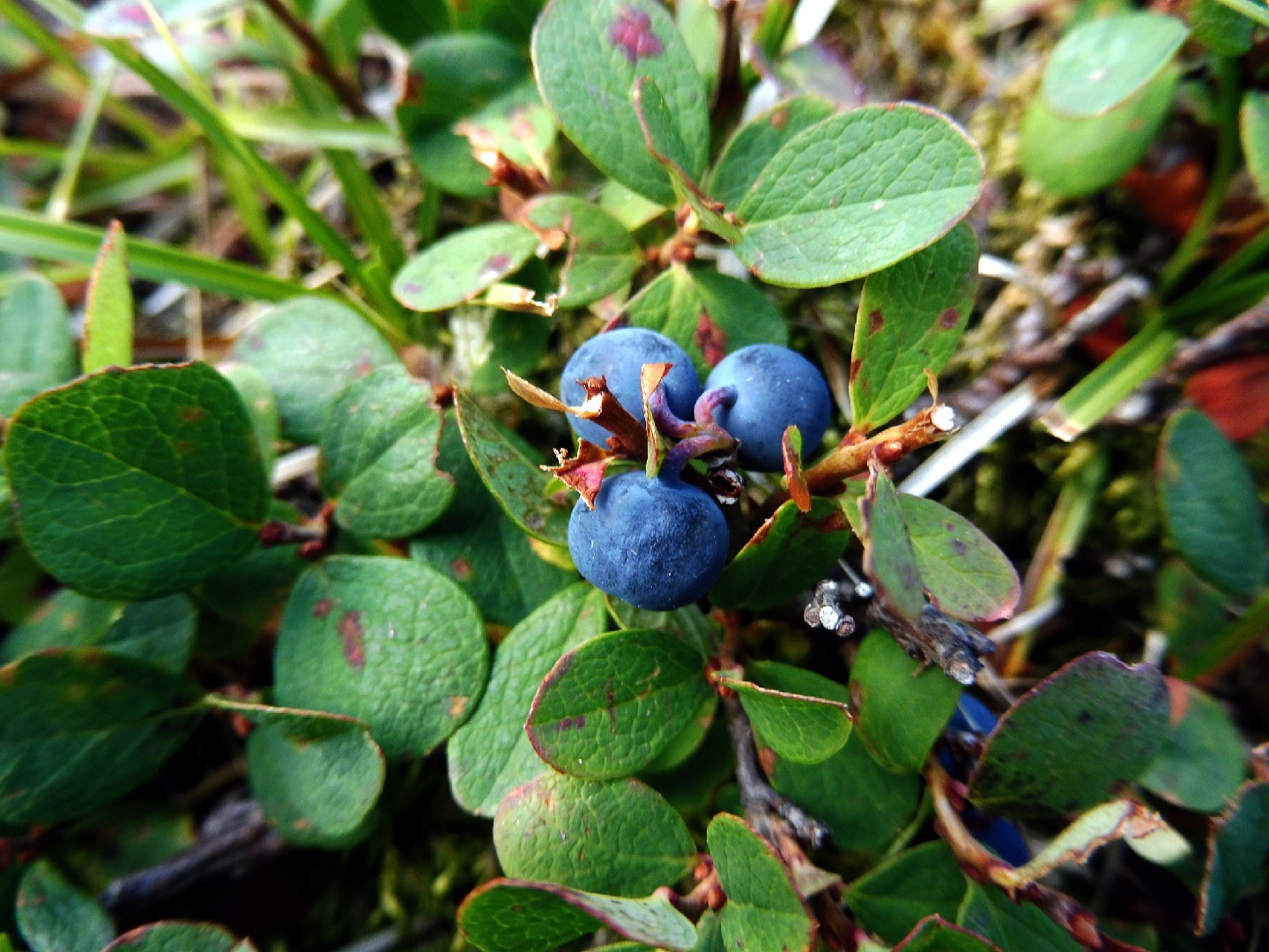 Голубика (Vaccinium uliginosum) - PictureThis