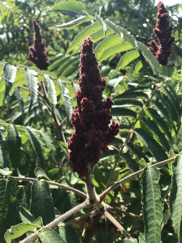 Staghorn sumac (Rhus typhina) Flower, Leaf, Care, Uses - PictureThis