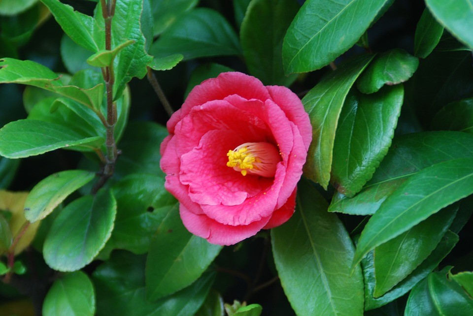 ツバキ（椿） (Camellia japonica) 花言葉，毒性，よくある質問 PictureThis