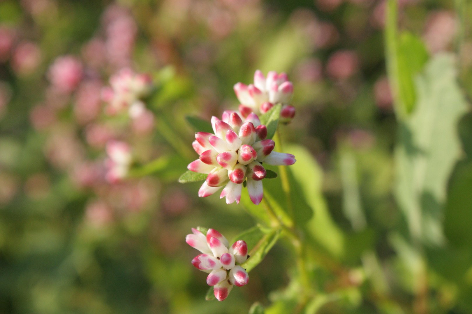 Persicaria thunbergii - PictureThis