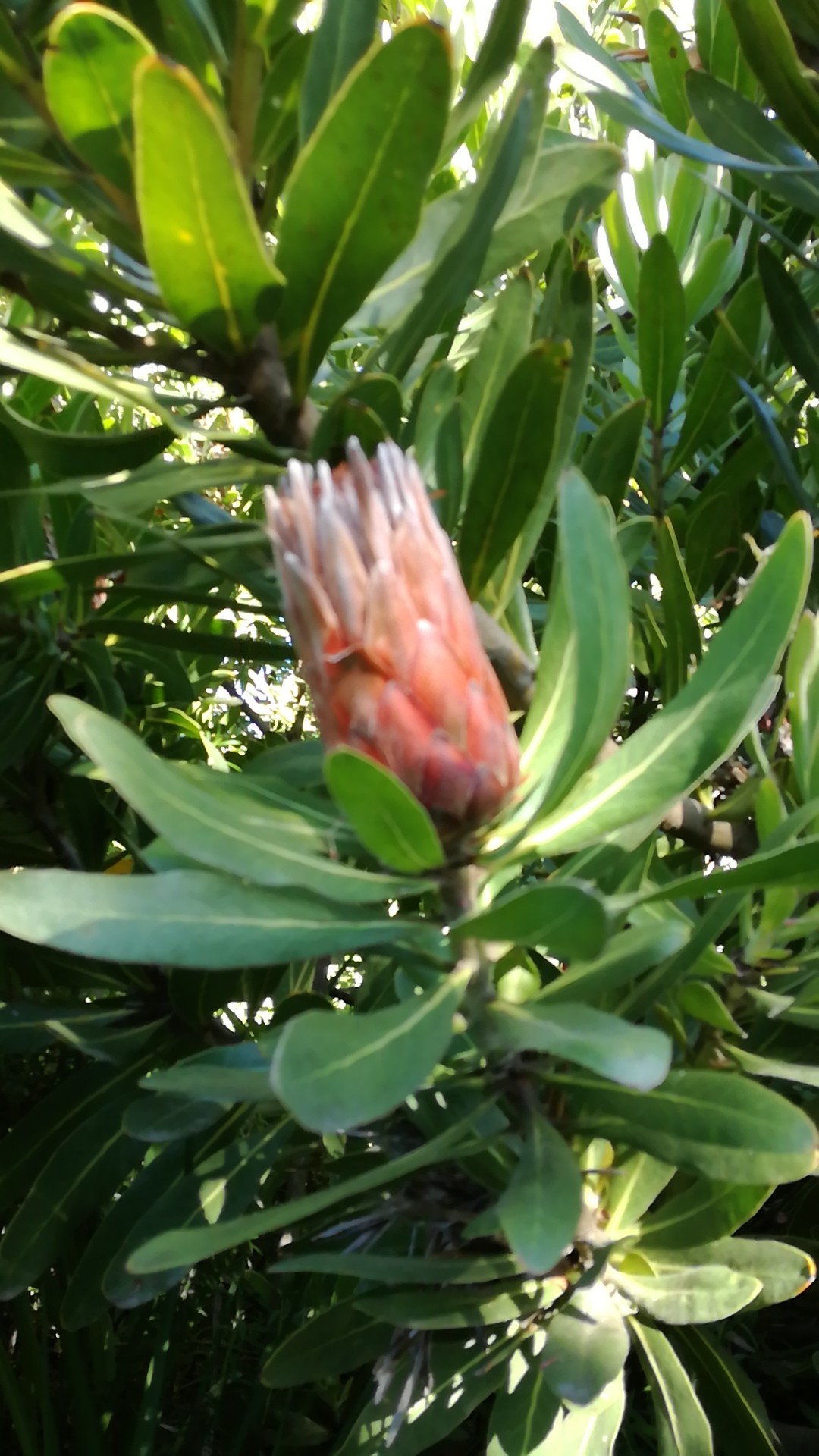 最終決算 プロテア ラウリフォリアの種子(Protea laurifolia)