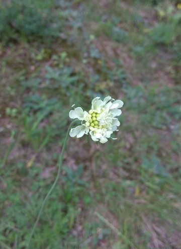 スカビオサ オクロレウカ Scabiosa Ochroleuca 花言葉 学名 よくある質問 Picturethis