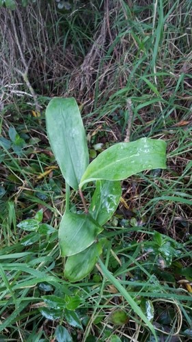 Kahili ginger (Hedychium gardnerianum) Flower, Leaf, Care, Uses