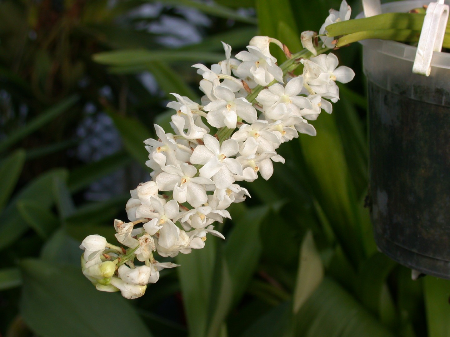 How to Plant and Grow Foxtail orchid(Rhynchostylis retusa)