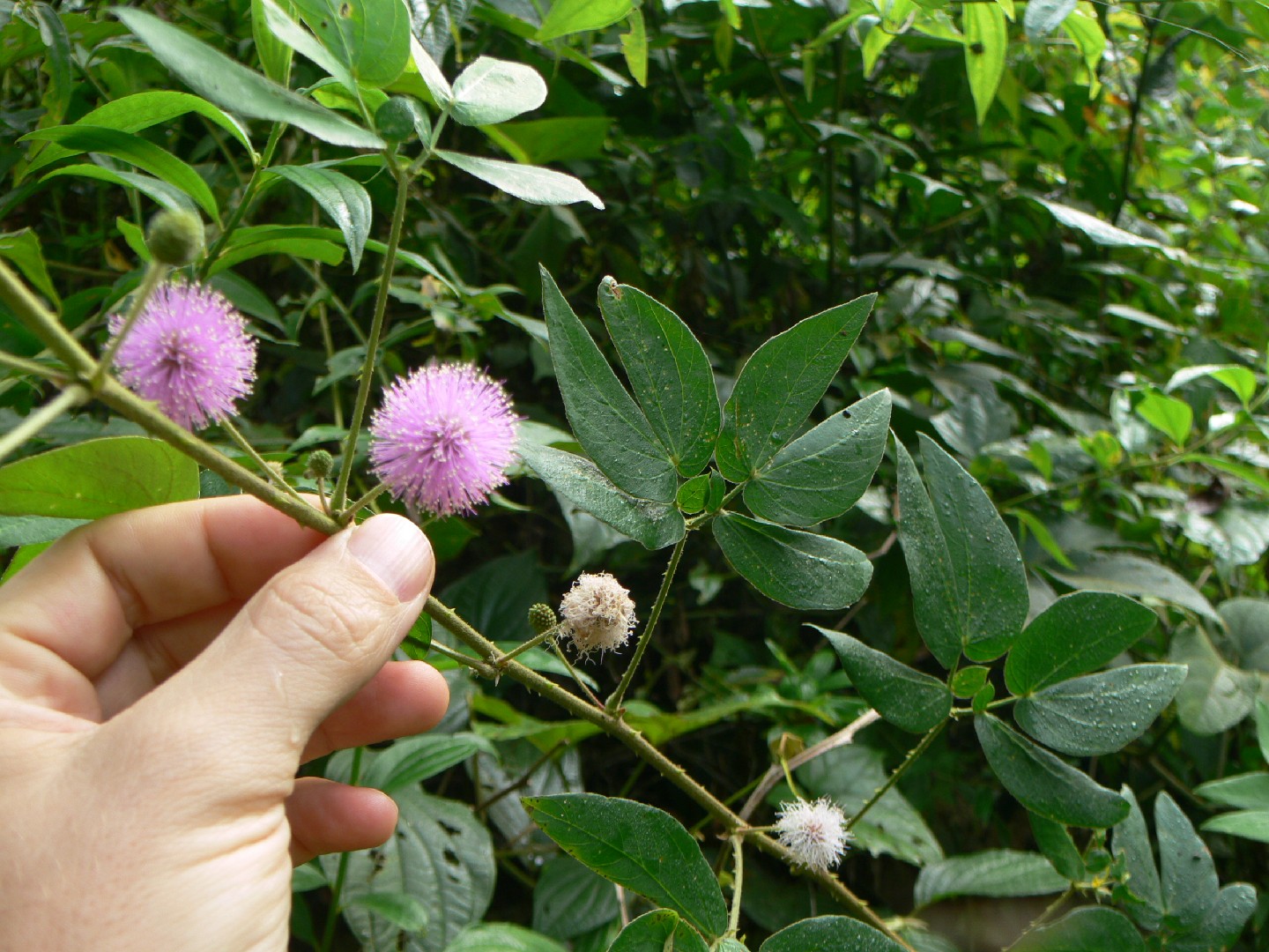 Mimosa albida - PictureThis