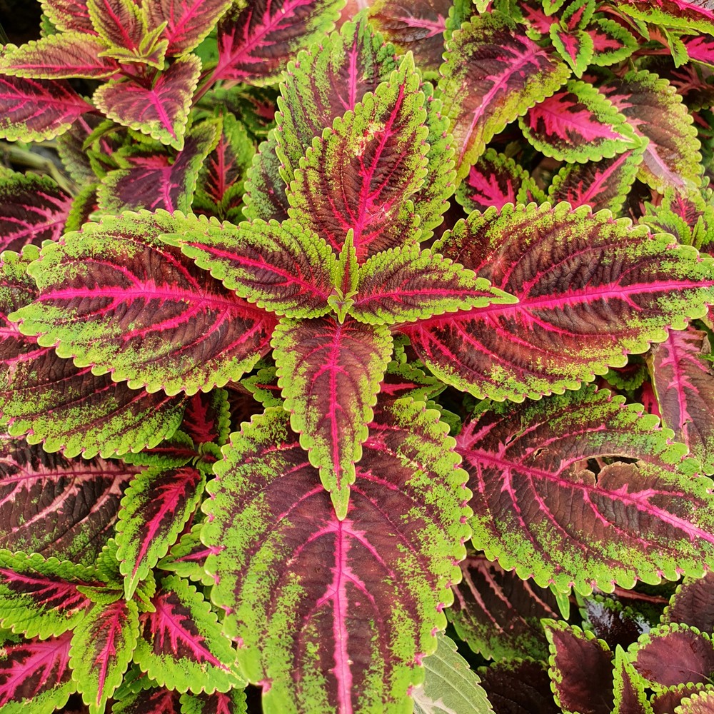 Coleus 中文