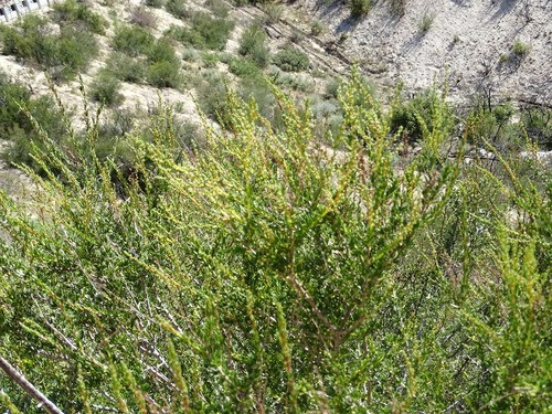 Chamizo Adenostoma Fasciculatum Picturethis