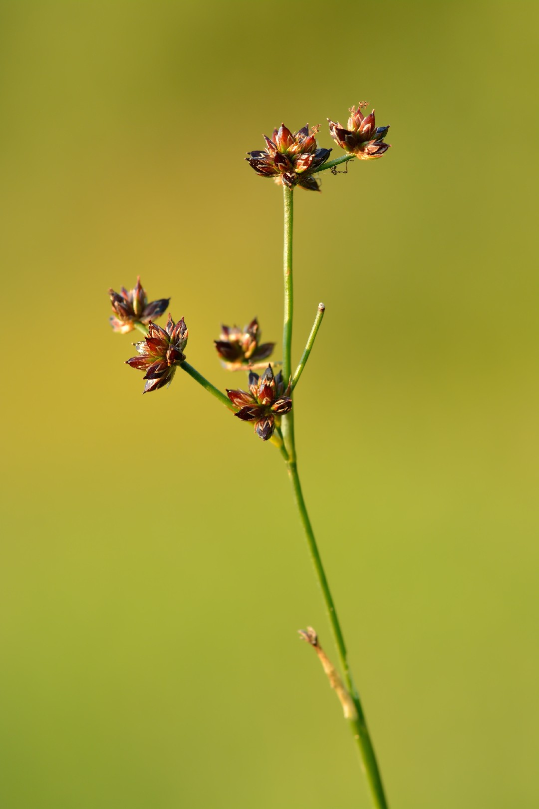 Juncus articulatus Венесуэла