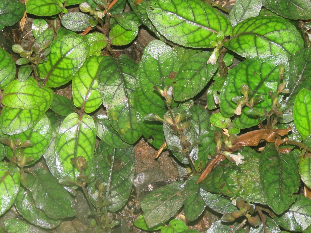 キツネノマゴ科 (Acanthaceae)