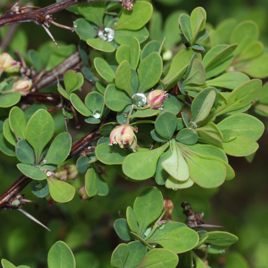 Барбарис Тунберга (Berberis thunbergii) - PictureThis