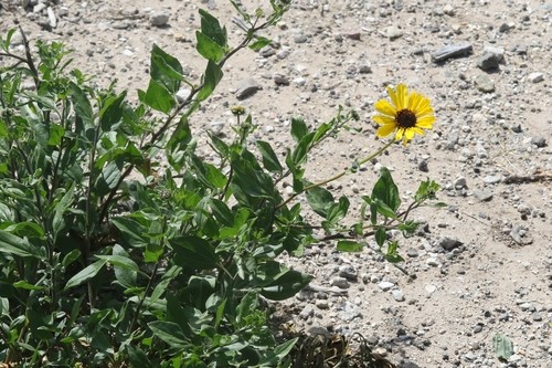 Girasol de la costa de California (Encelia californica) - PictureThis