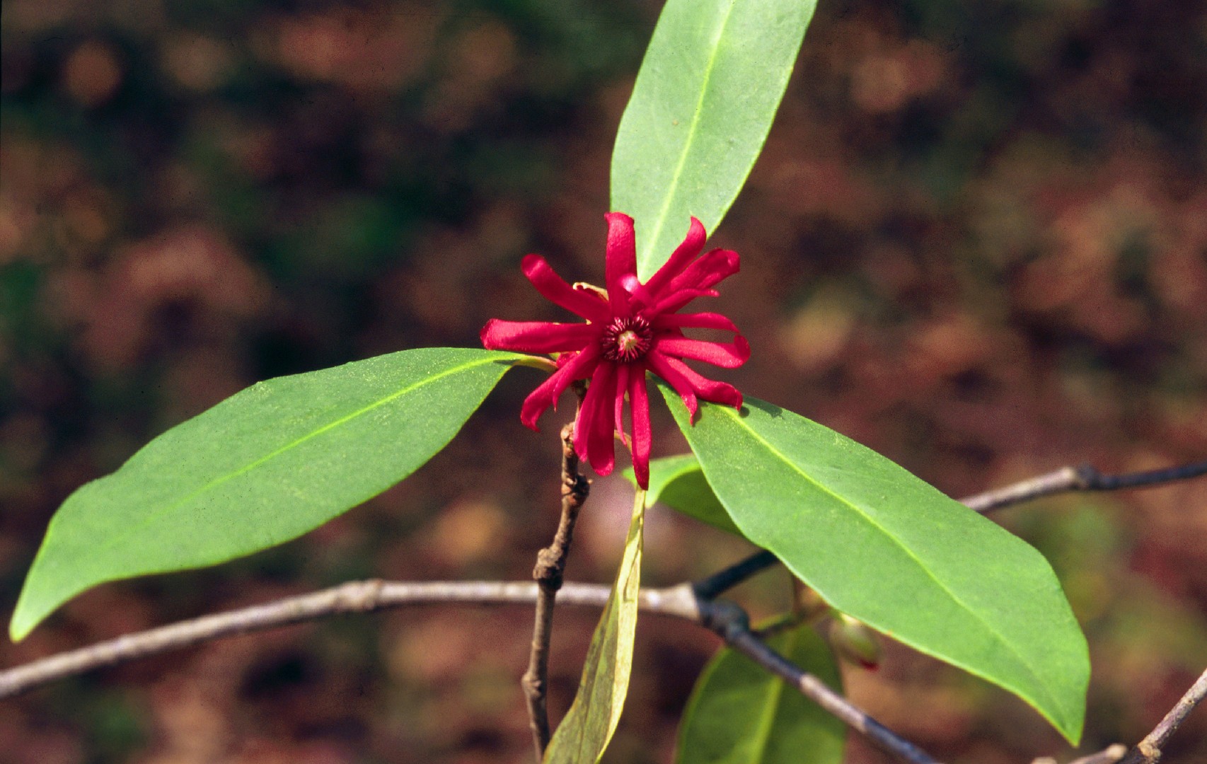 Бадьян флоридский (Illicium floridanum) - PictureThis