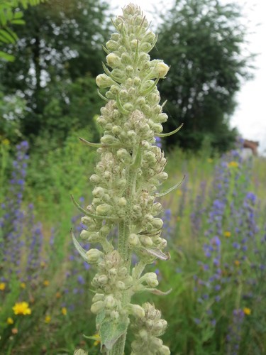 How To Plant And Grow White Mullein(Verbascum Lychnitis)