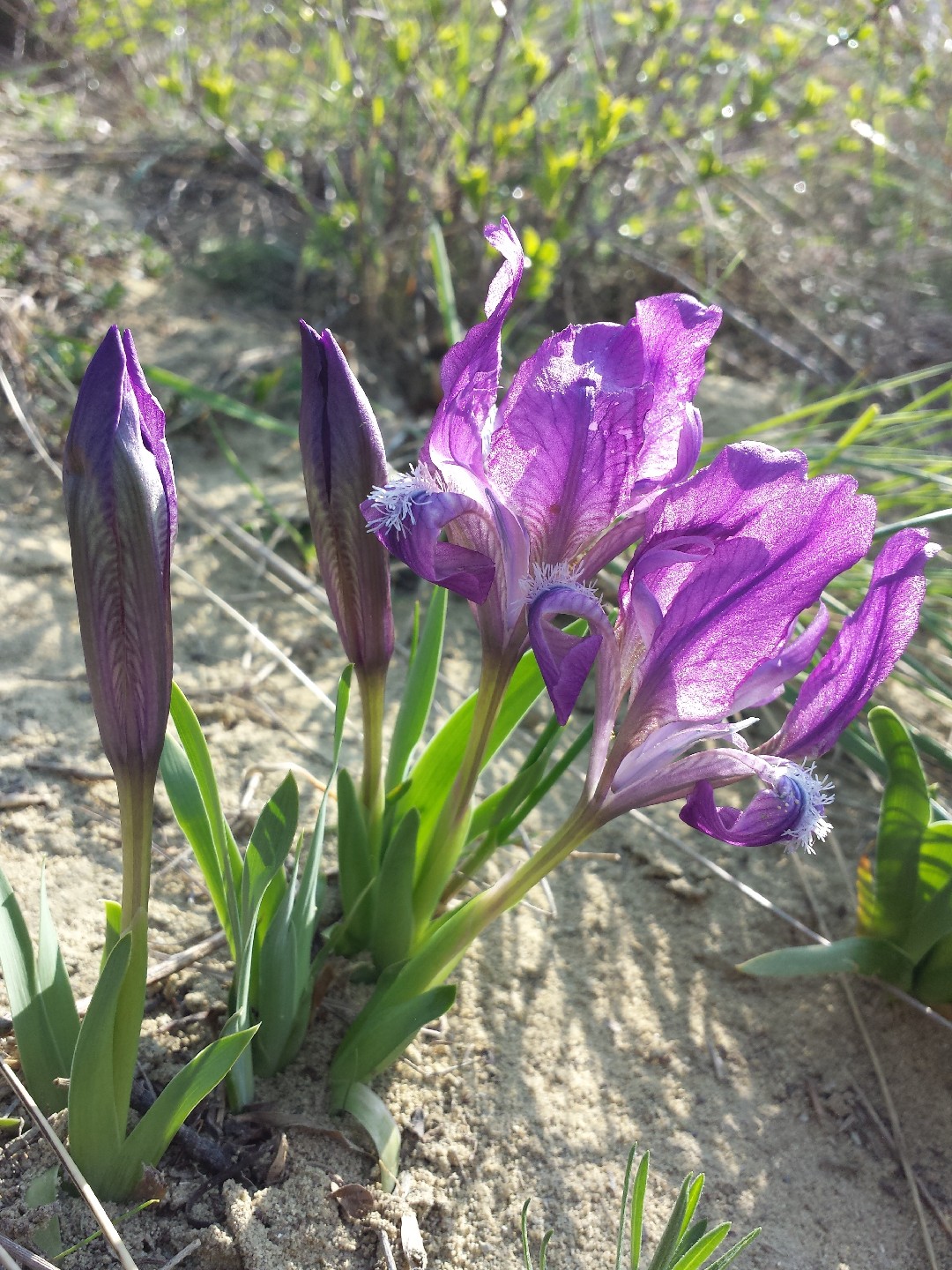 Iris pumila crispy