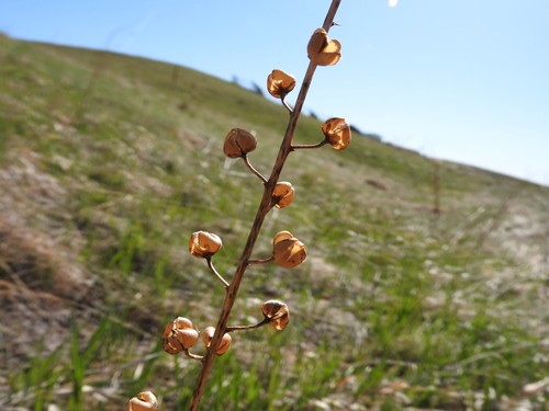 Verbascum blattaria