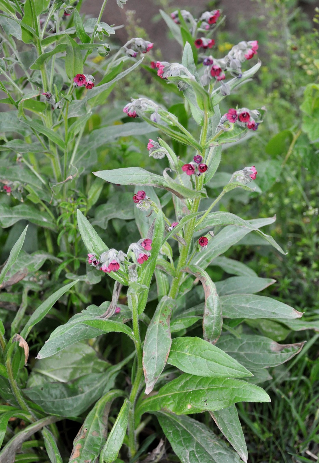 Чернокорень лекарственный (Cynoglossum officinale) - PictureThis