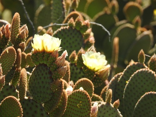 Tout savoir sur le cactus raquettes !