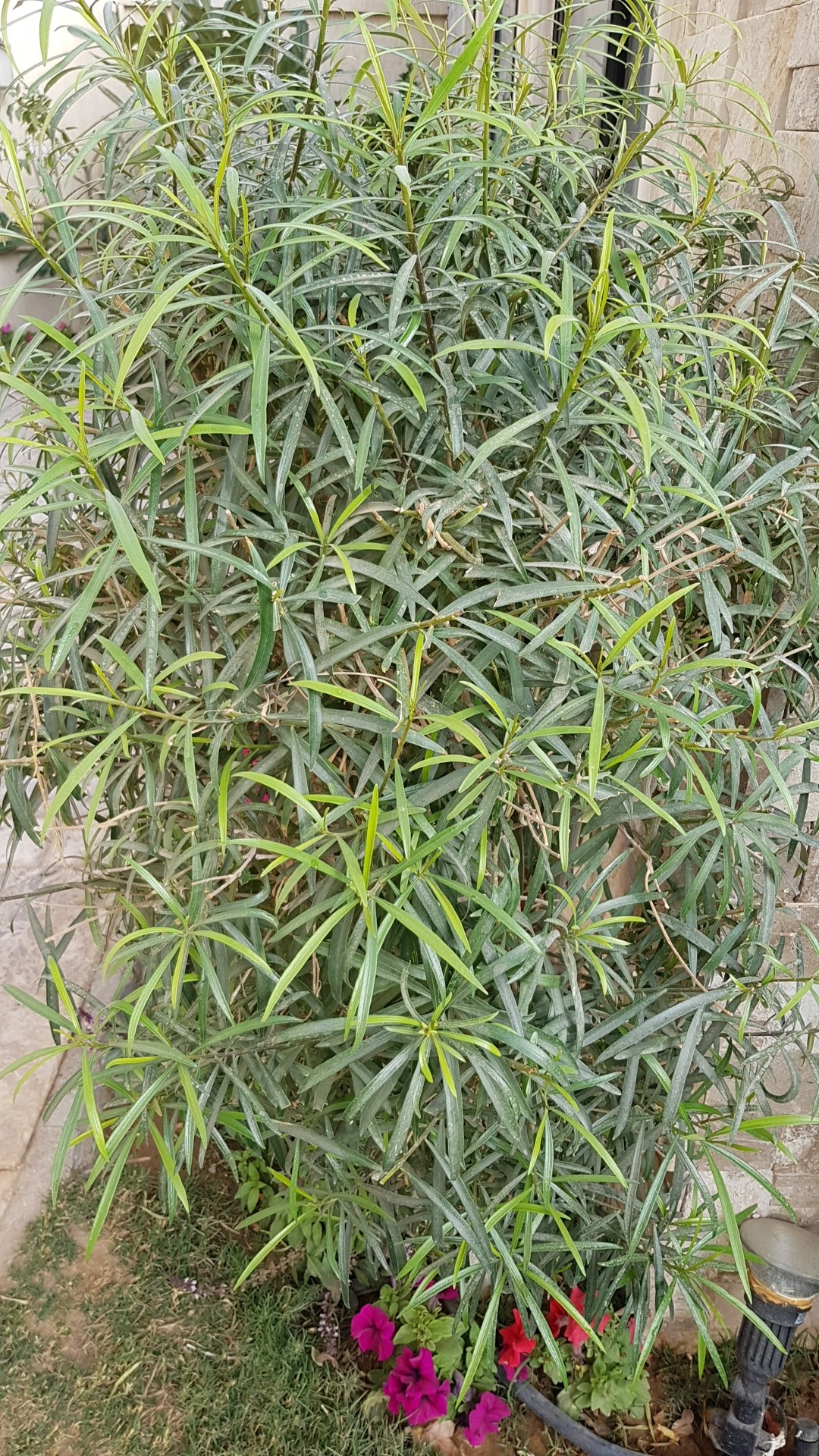 マキ属 Podocarpus 花言葉 学名 よくある質問 Picturethis