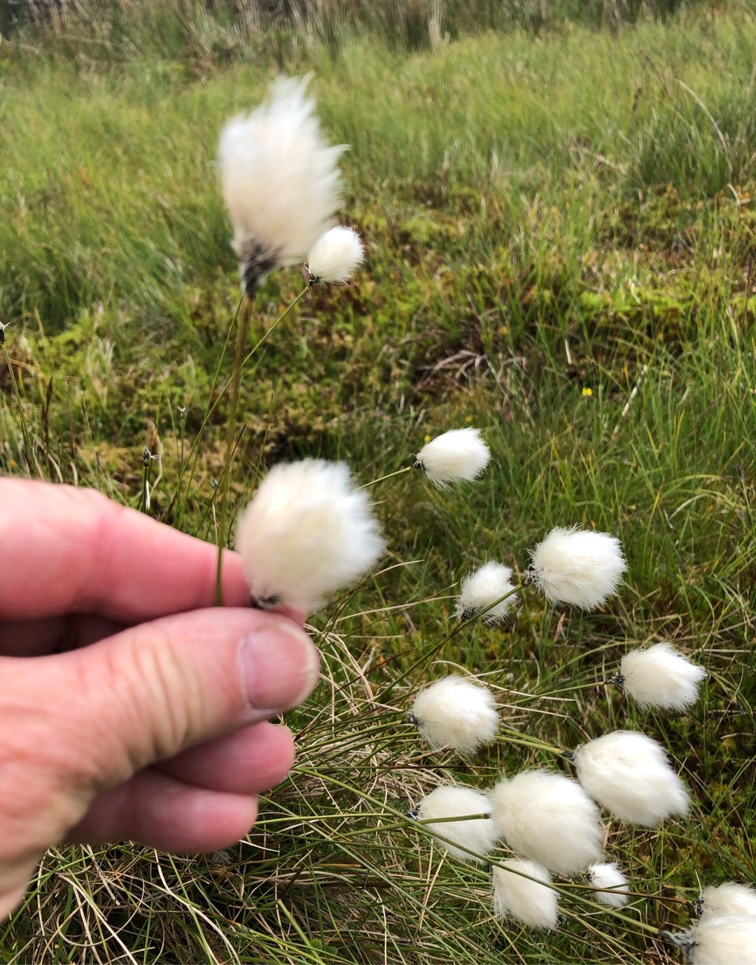 Пушица Шейхцера (Eriophorum scheuchzeri) - PictureThis