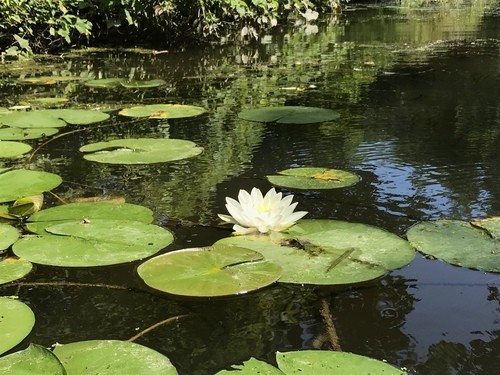 Nymphaea odorata