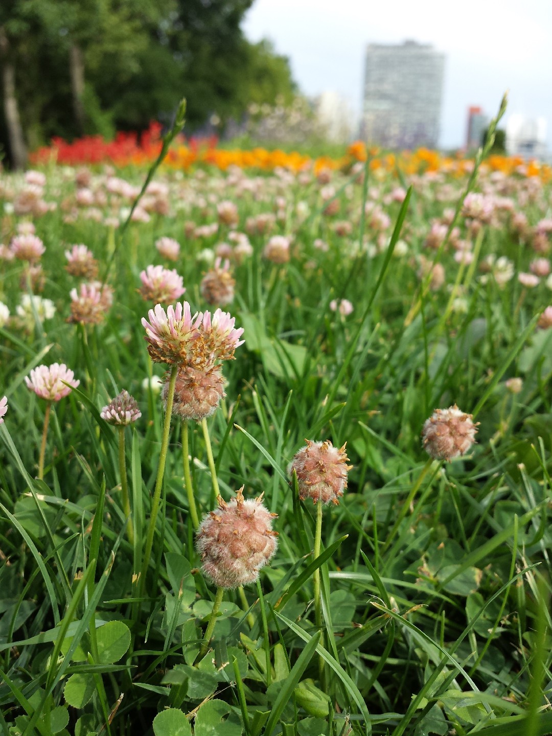 Клевер земляничный (Trifolium fragiferum) - PictureThis