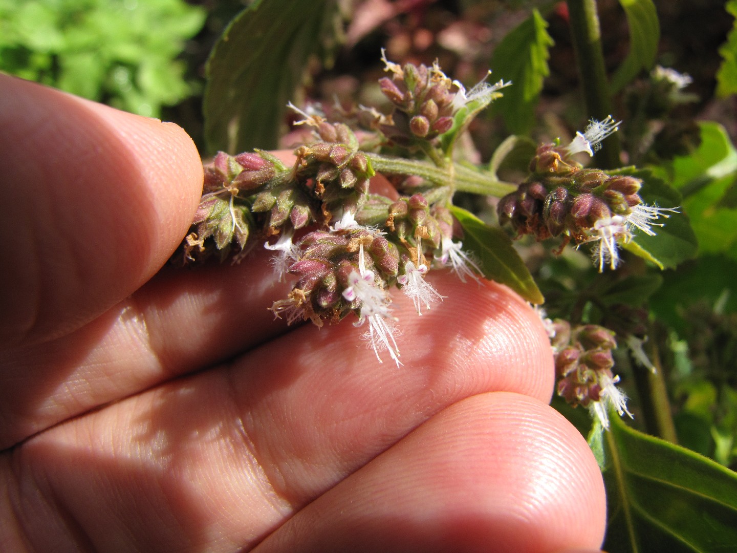 Patchouli (Light) Essential Oil - Organic (Pogostemon Cablin Benth.)