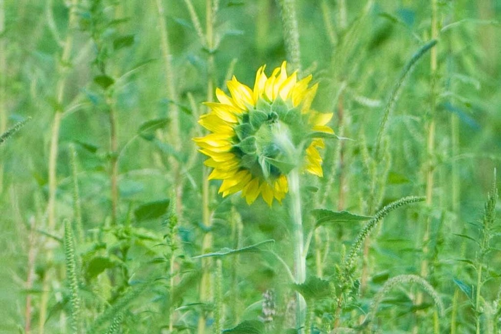 Girasol (Helianthus annuus) - PictureThis