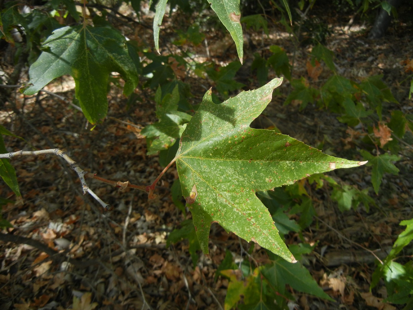 Платан Райта (Platanus wrightii) - PictureThis