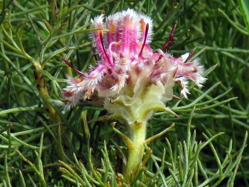 Serruria florida 'Blushing Bride', Protea 'Blushing Bride' in GardenTags  plant encyclopedia