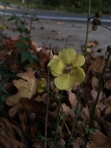 Verbascum blattaria